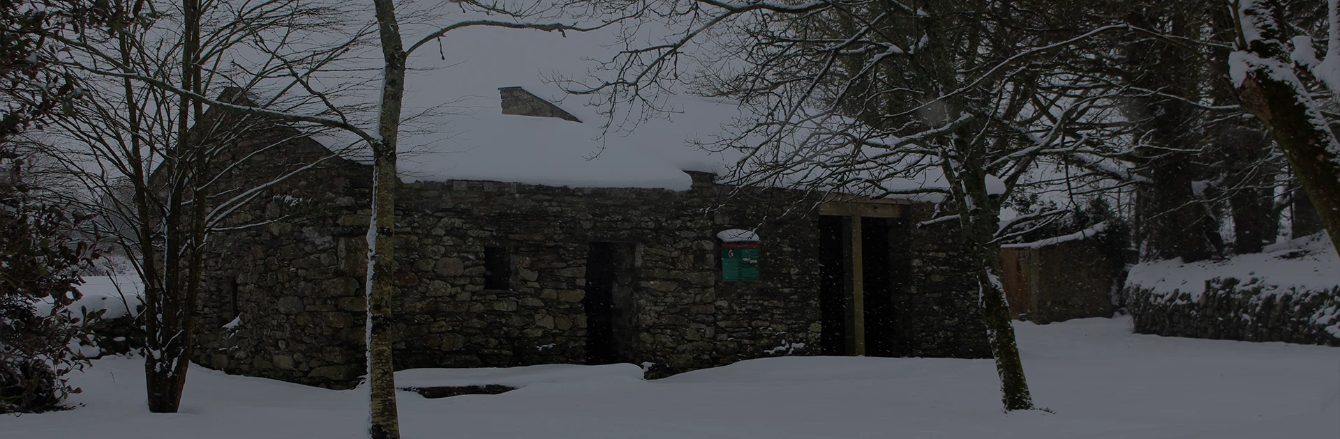 woodfield in winter